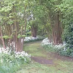 Les Magnolias * Friville-Escarbotin